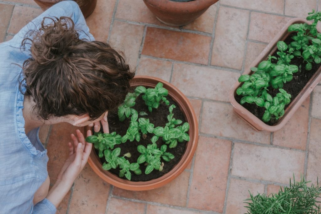 potting plants with new soil